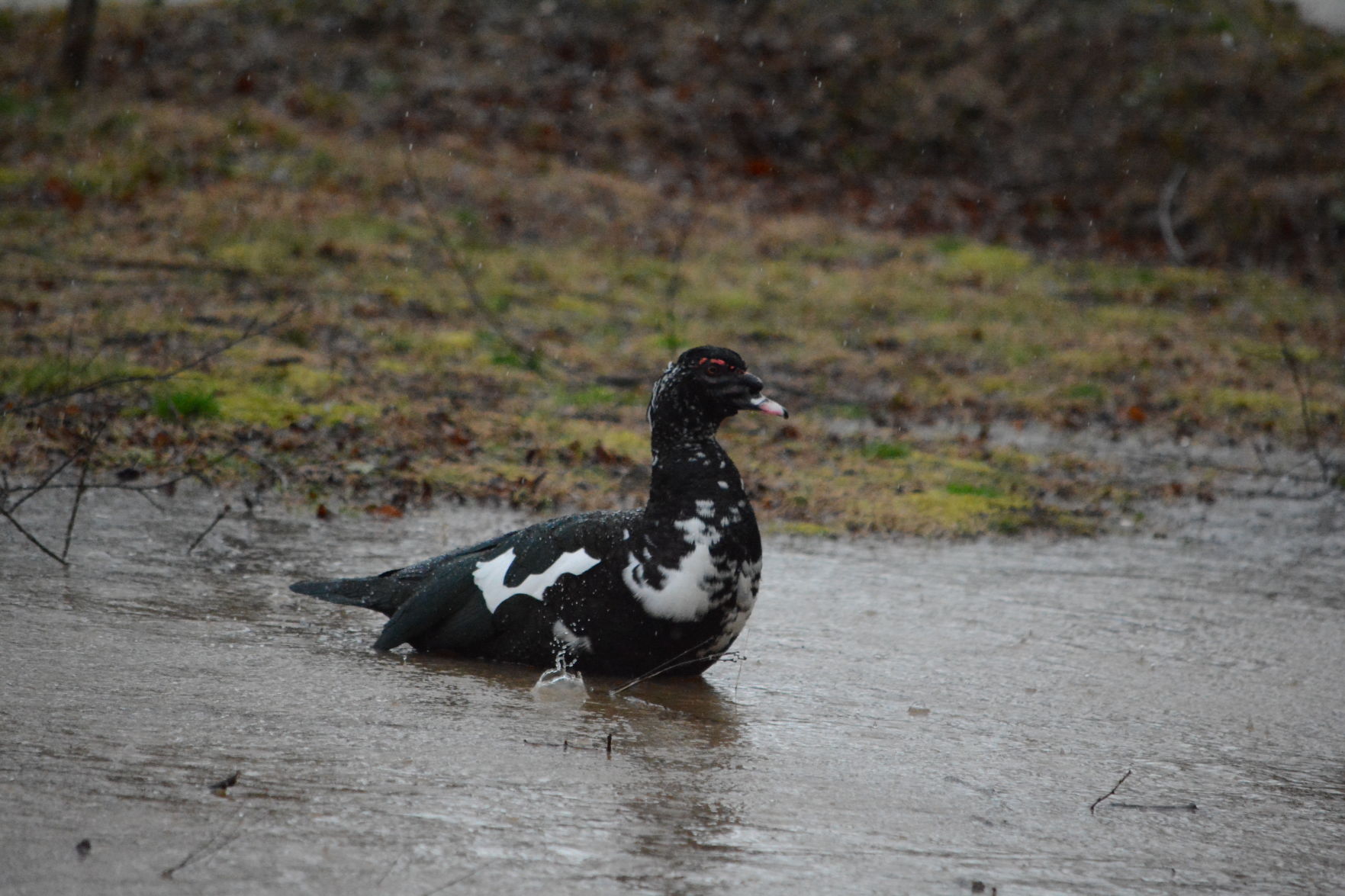 0206 CM flash flooding (13).JPG
